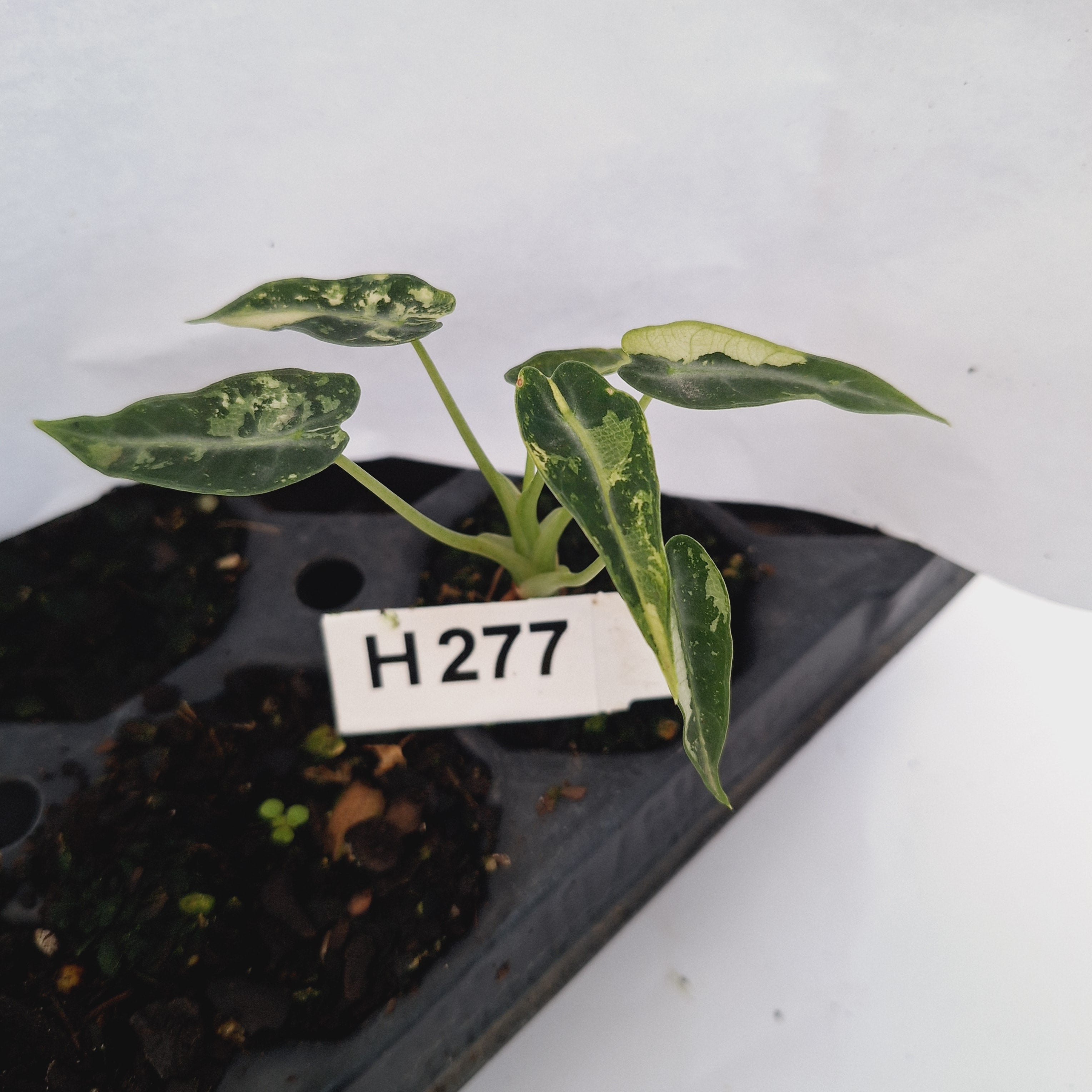Alocasia Amazonica  bambino Variegata - Bare Bottom Baby - SALE