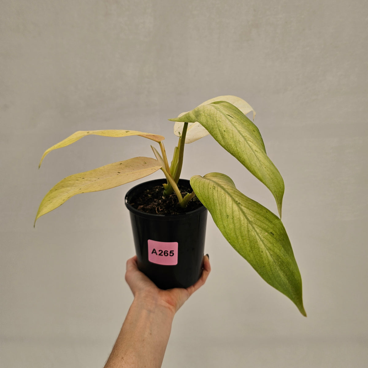 Philodendron  'Whipple Way' SALE