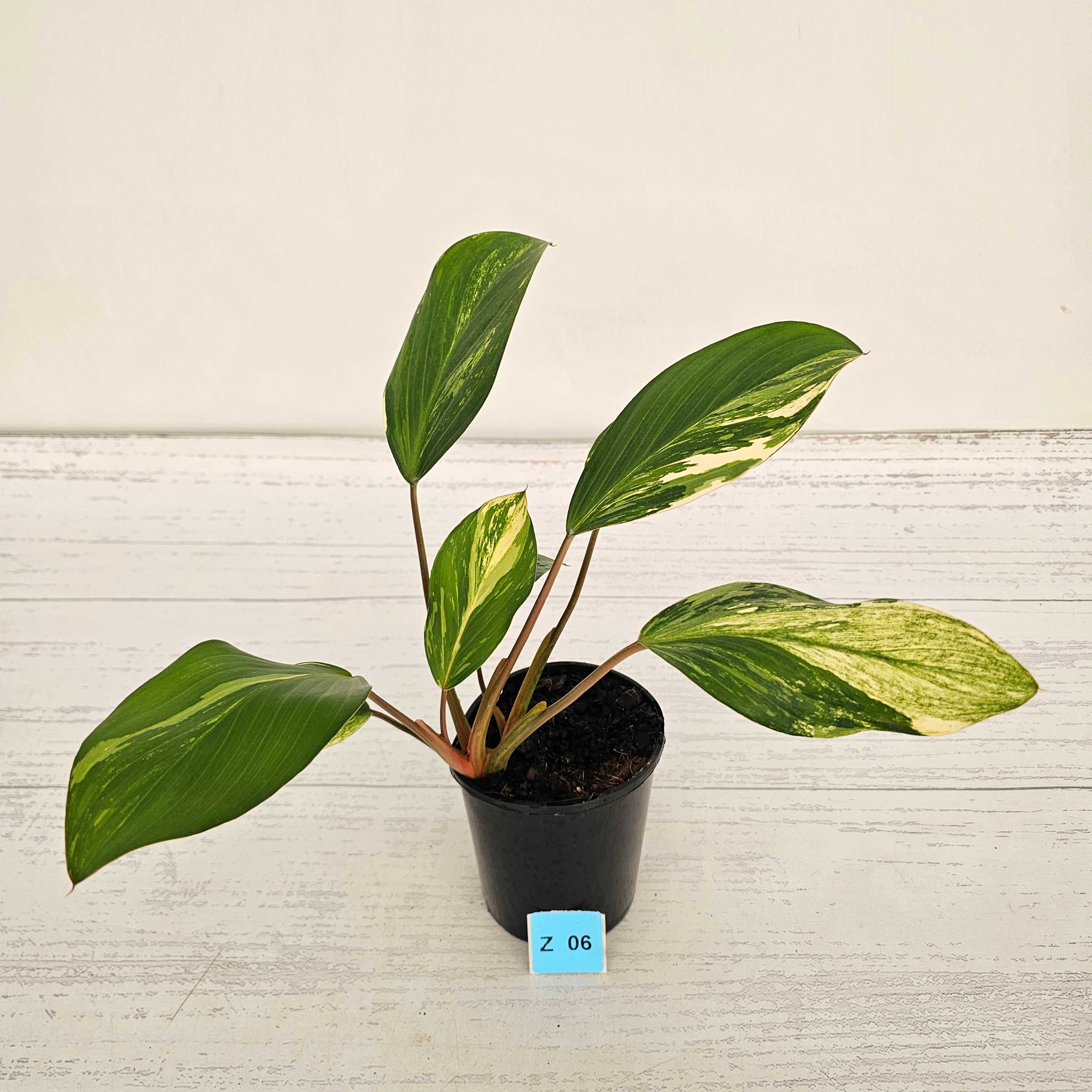 Homalomena Tropical Green Variegata -sale