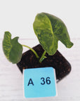 Alocasia Meclizine Aurea Variegata