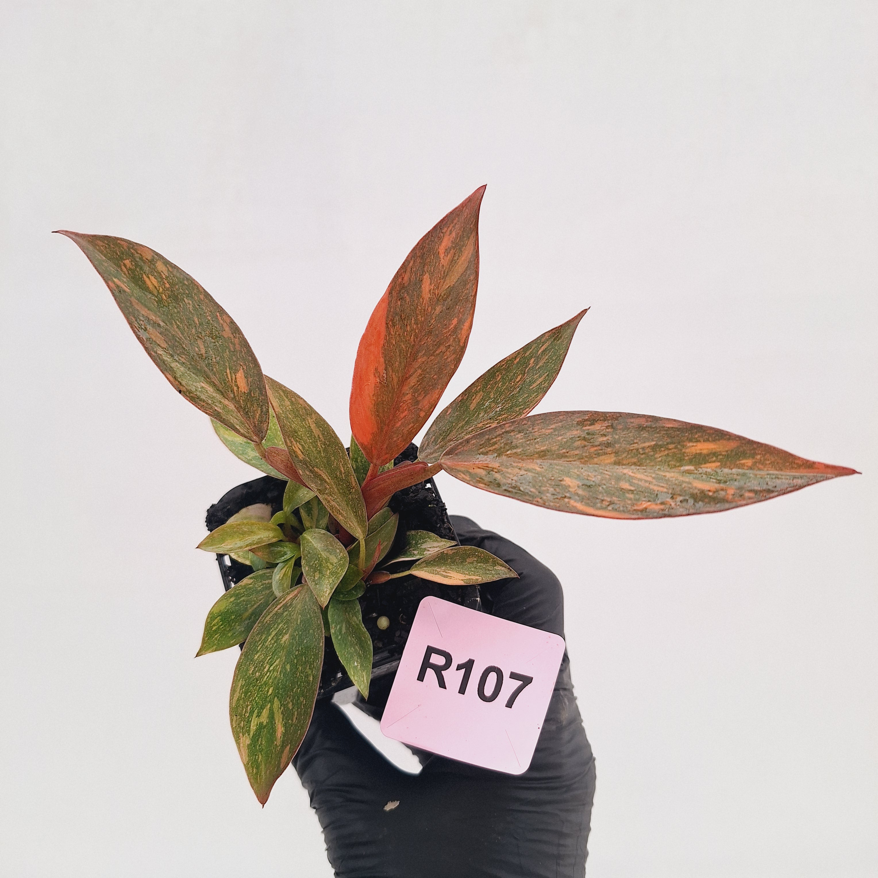 Philodendron 'Orange Princess' 70mm