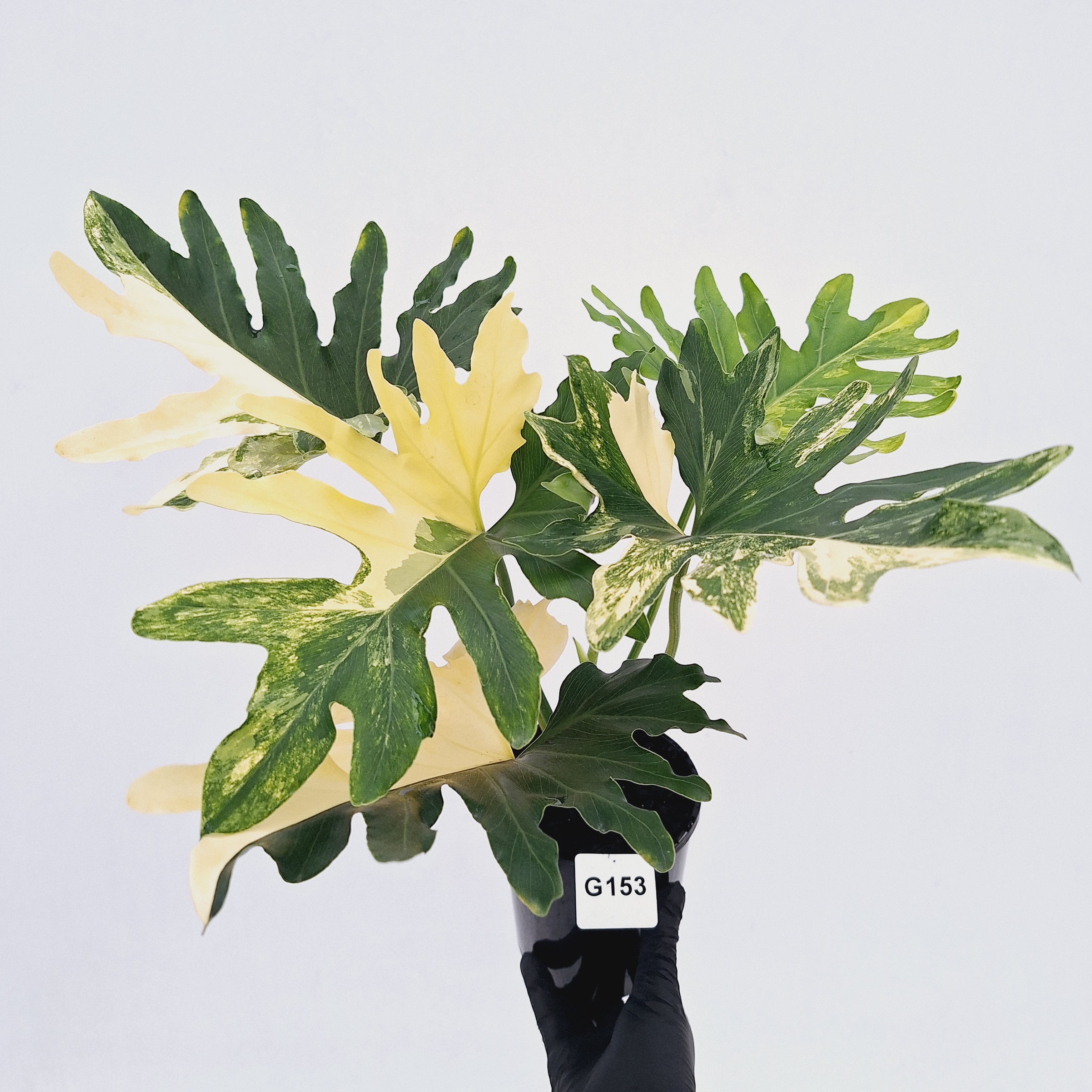Thaumatophyllum bipinnatifidum variegata
