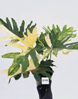 Thaumatophyllum bipinnatifidum variegata