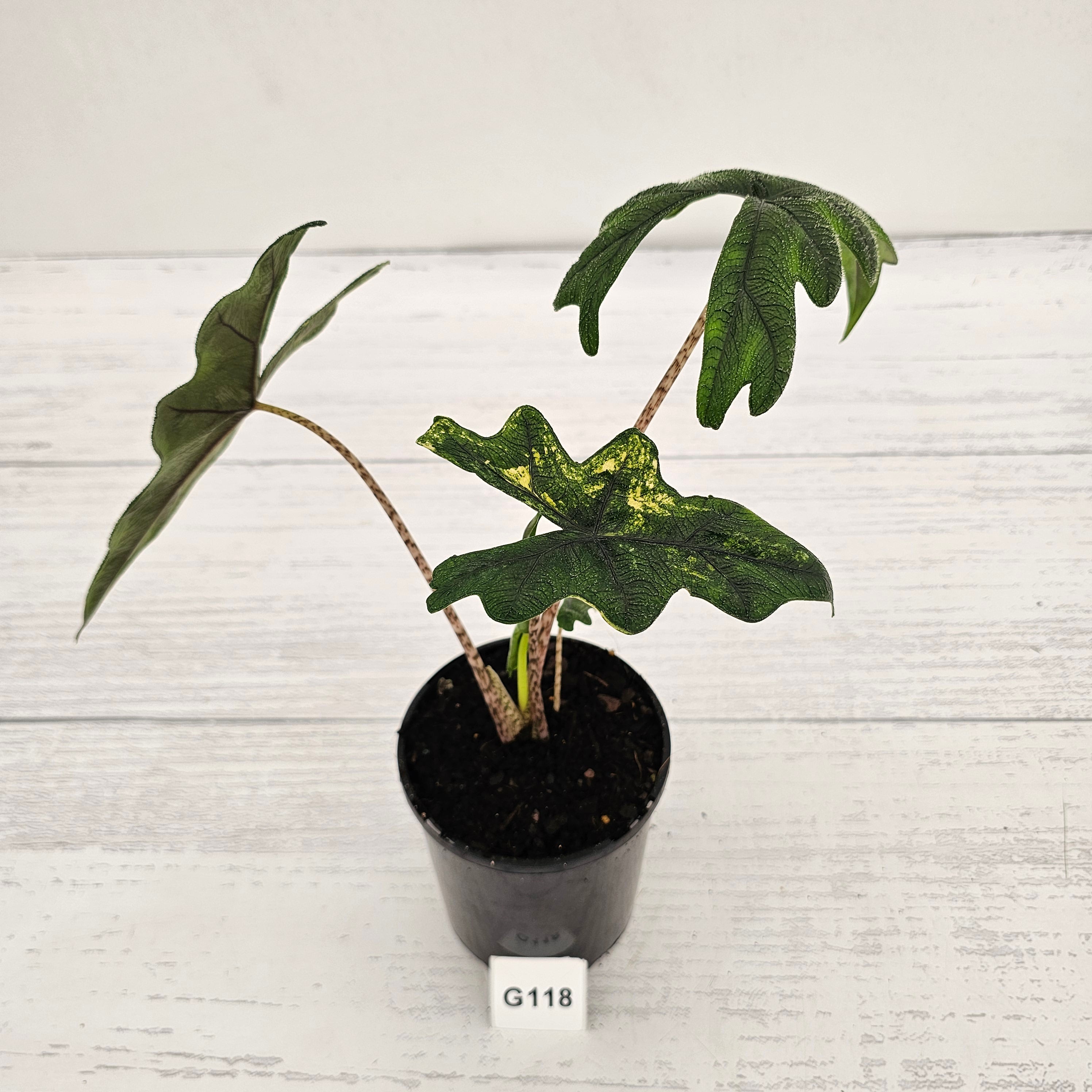 Alocasia tandurusa Jacklyn Variegata