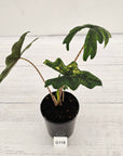 Alocasia tandurusa Jacklyn Variegata
