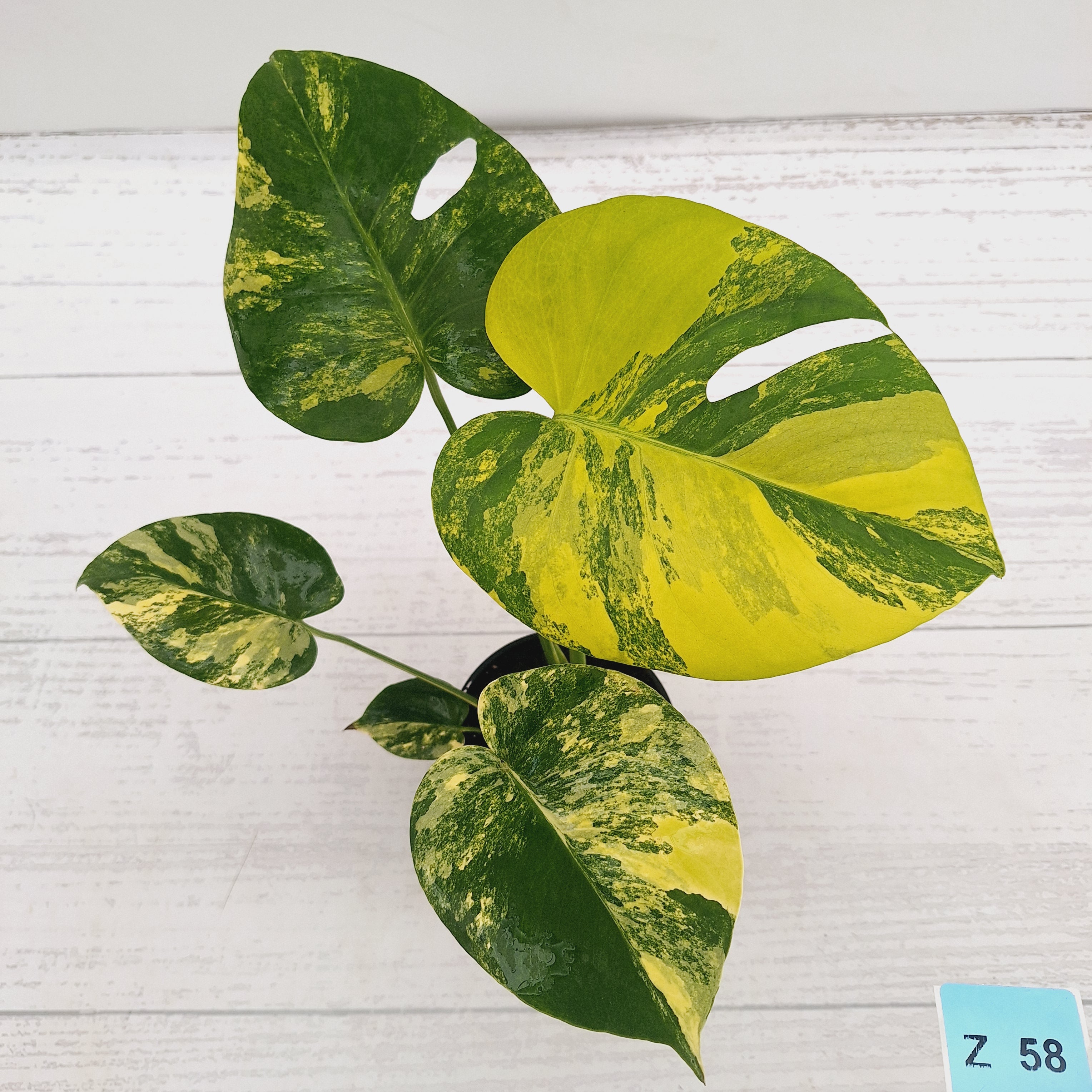 Monstera deliciosa Aurea 'Yellow Marilyn'