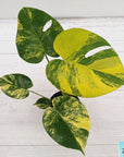 Monstera deliciosa Aurea 'Yellow Marilyn'