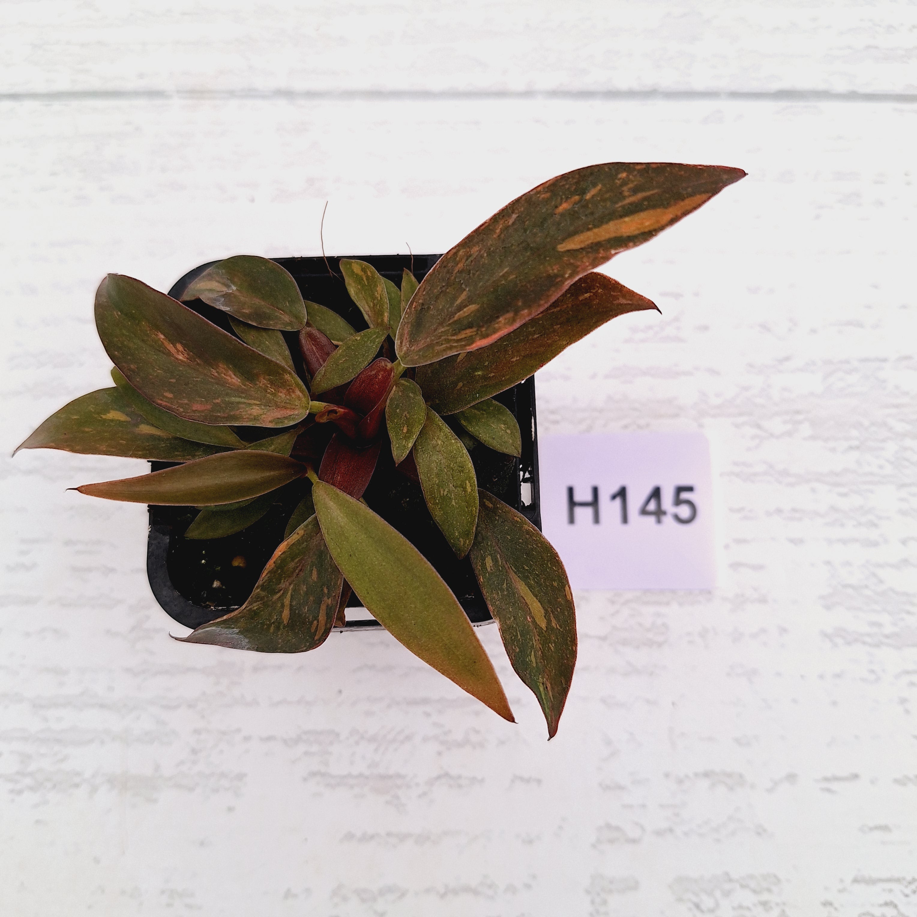 Philodendron &#39;Orange Princess&#39;