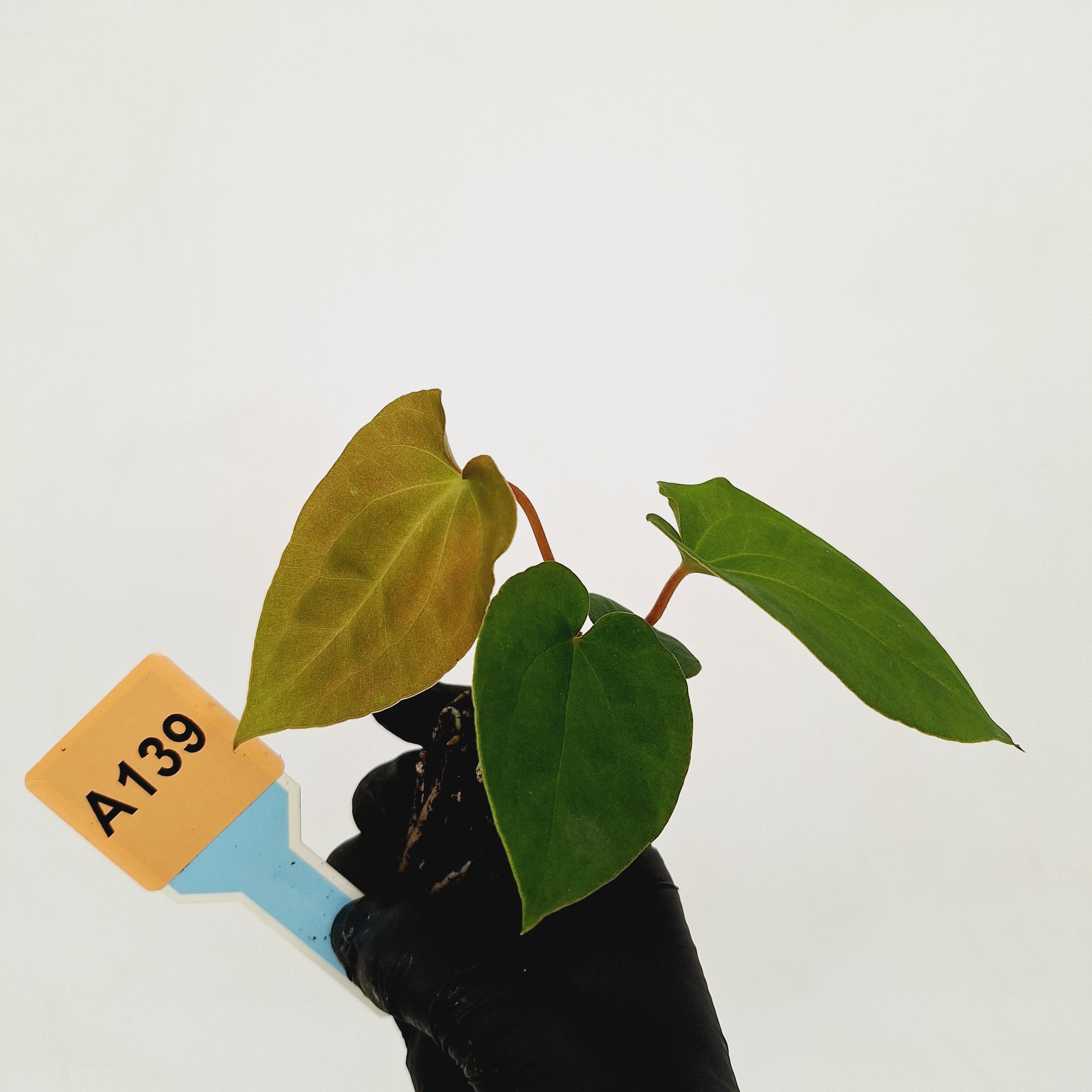 Anthurium &#39;Black Magic&#39;  - Bare Bottom Baby