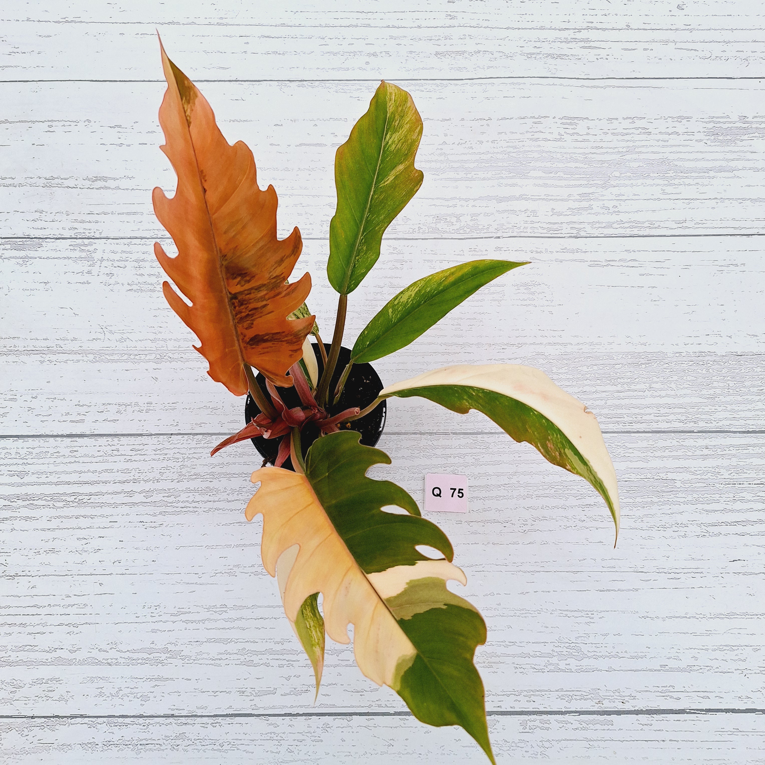 Philodendron serratum Caramel Marble