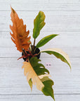 Philodendron serratum Caramel Marble