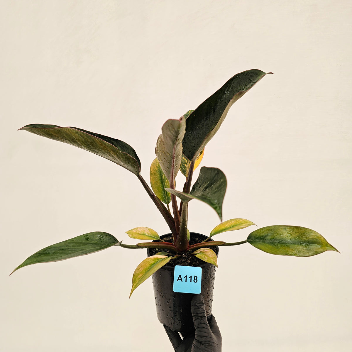 Philodendron 'Rojo Congo Variegated' 125mm
