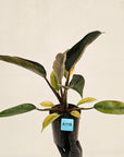 Philodendron 'Rojo Congo Variegated' 125mm