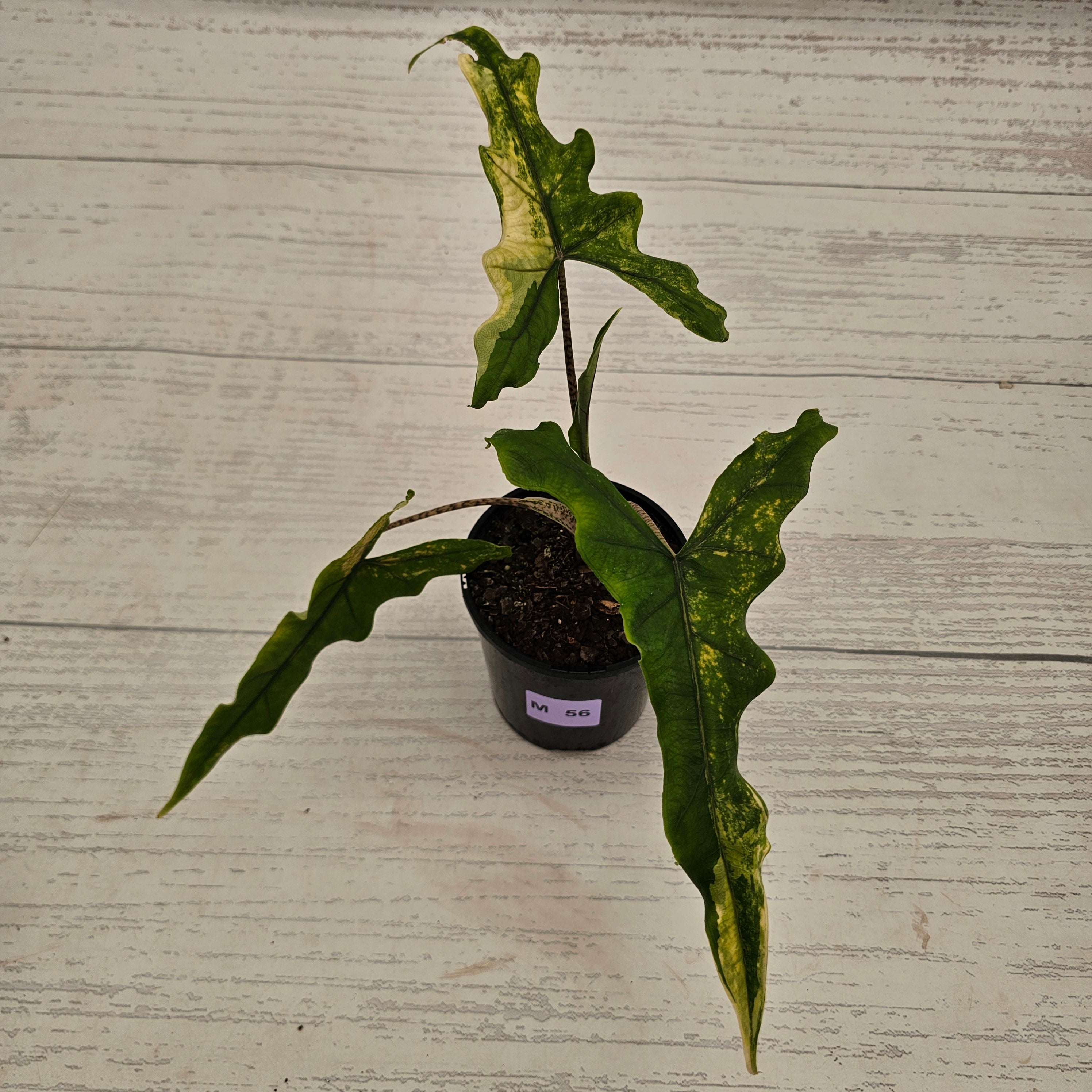 Alocasia sp. ‘Sabrina’ Aurea