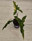 Alocasia sp. ‘Sabrina’ Aurea