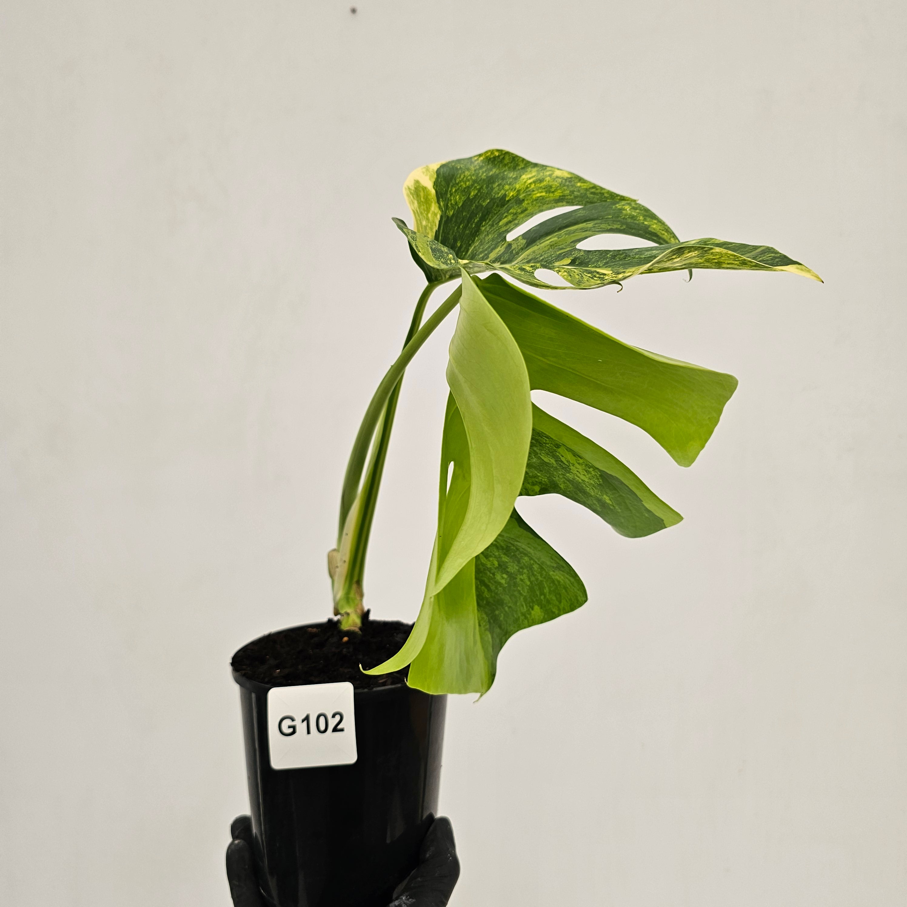 Monstera borsigiana Aurea