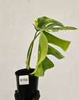 Monstera borsigiana Aurea