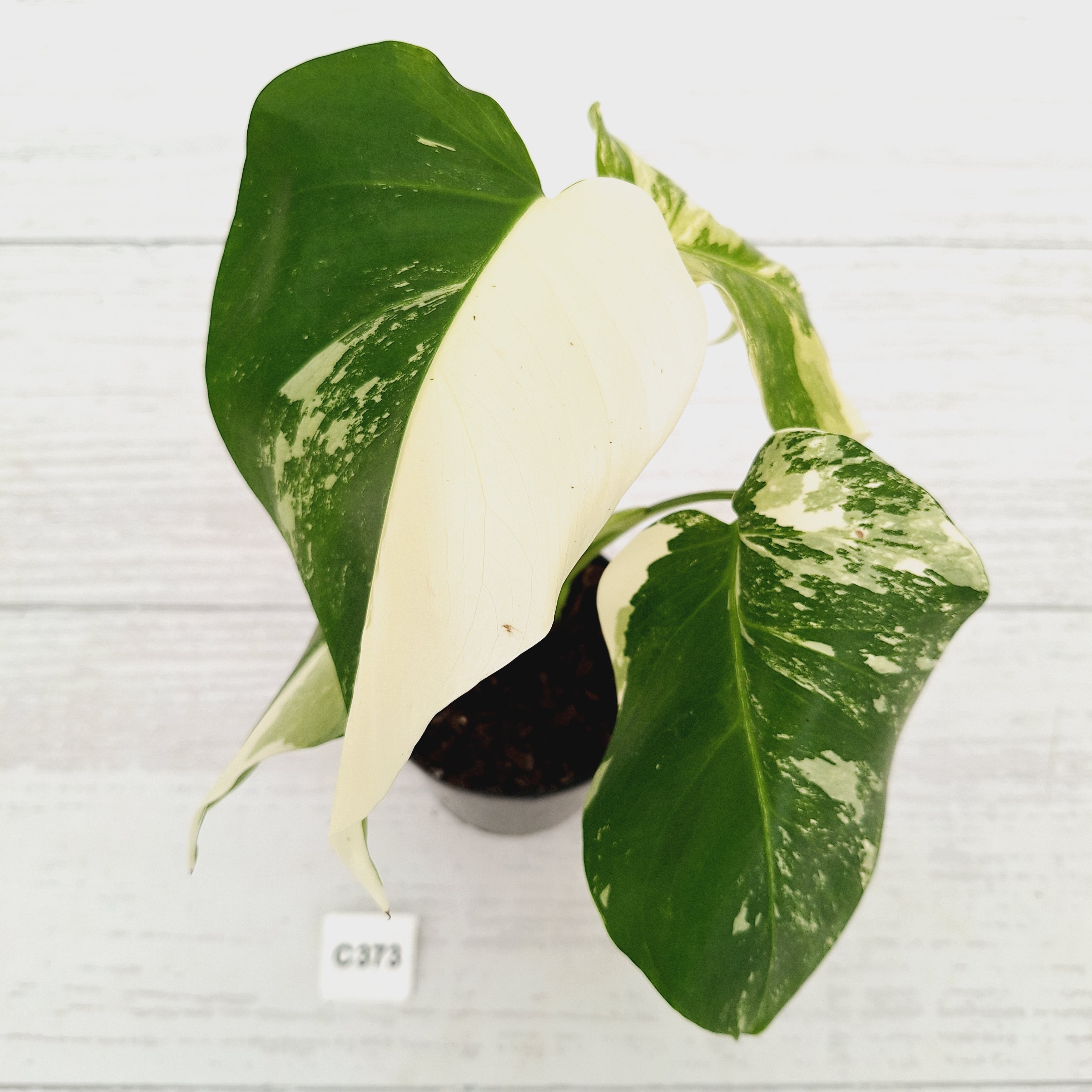 Monstera borsigiana 'Albo'