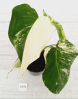 Monstera borsigiana 'Albo'