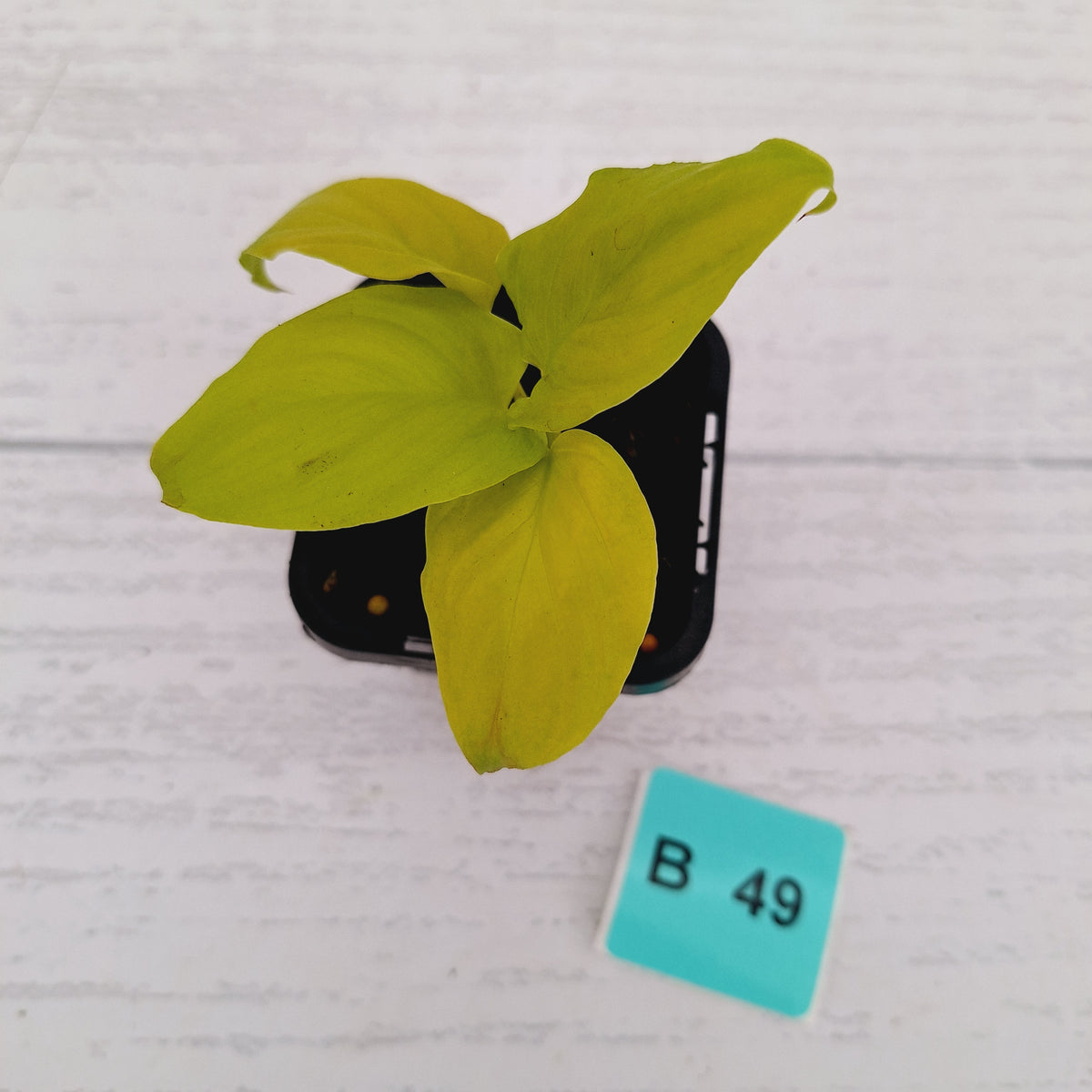 Homalomena rubescens Golden Hibiscus’ SALE