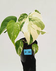Monstera borsigiana 'Albo' - SALE