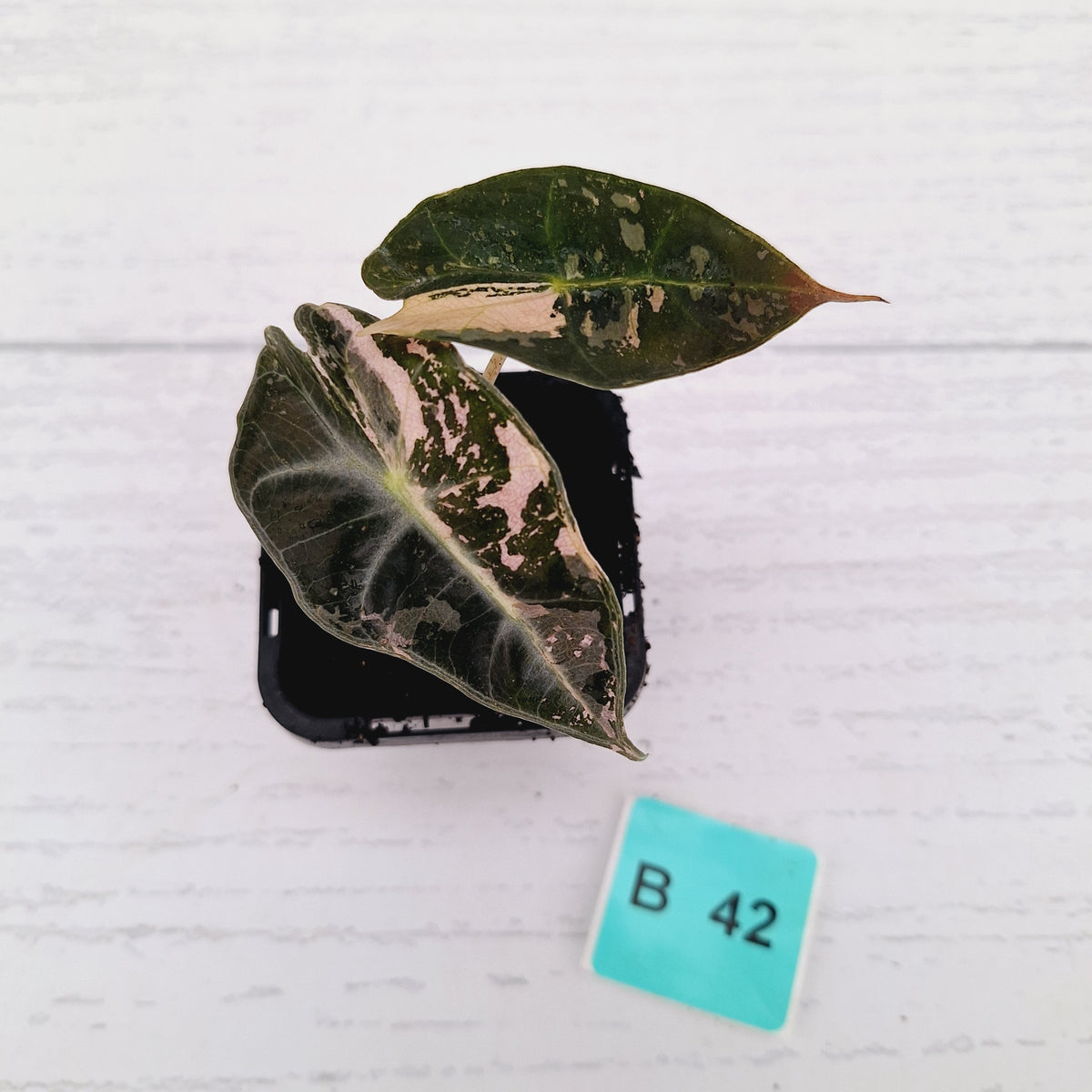 Alocasia Polly 'Snowflake Brocade'