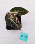 Alocasia Polly 'Snowflake Brocade'