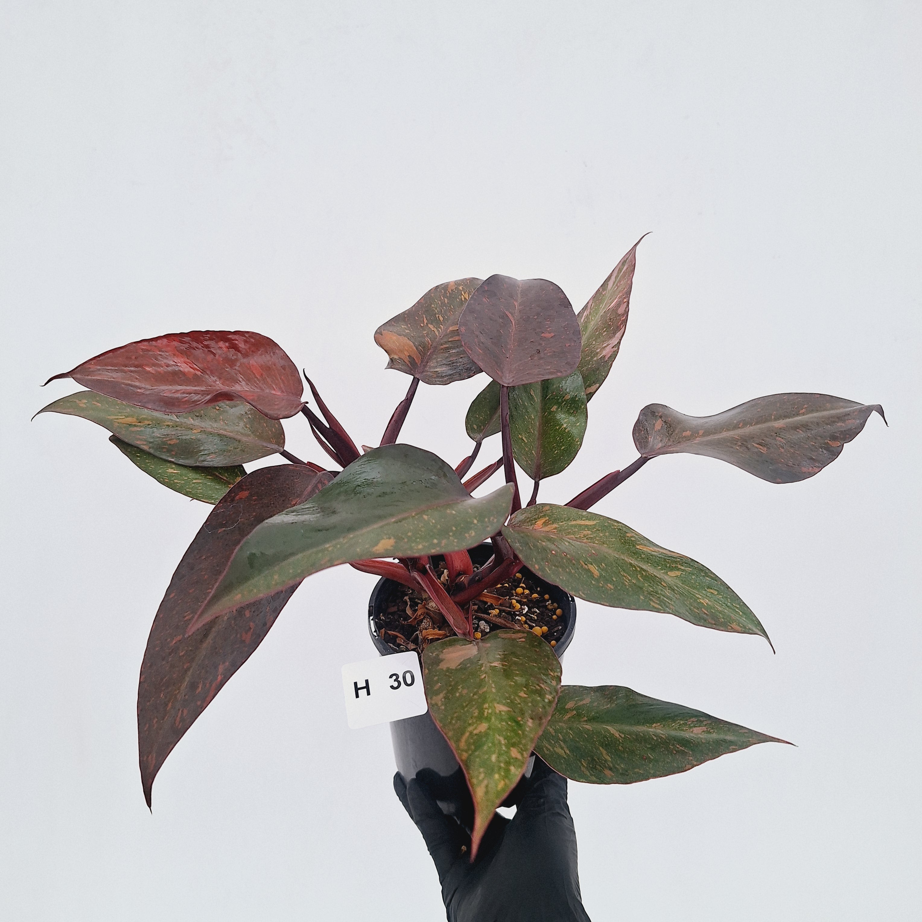 Philodendron 'Orange Princess' - FLASH SALE