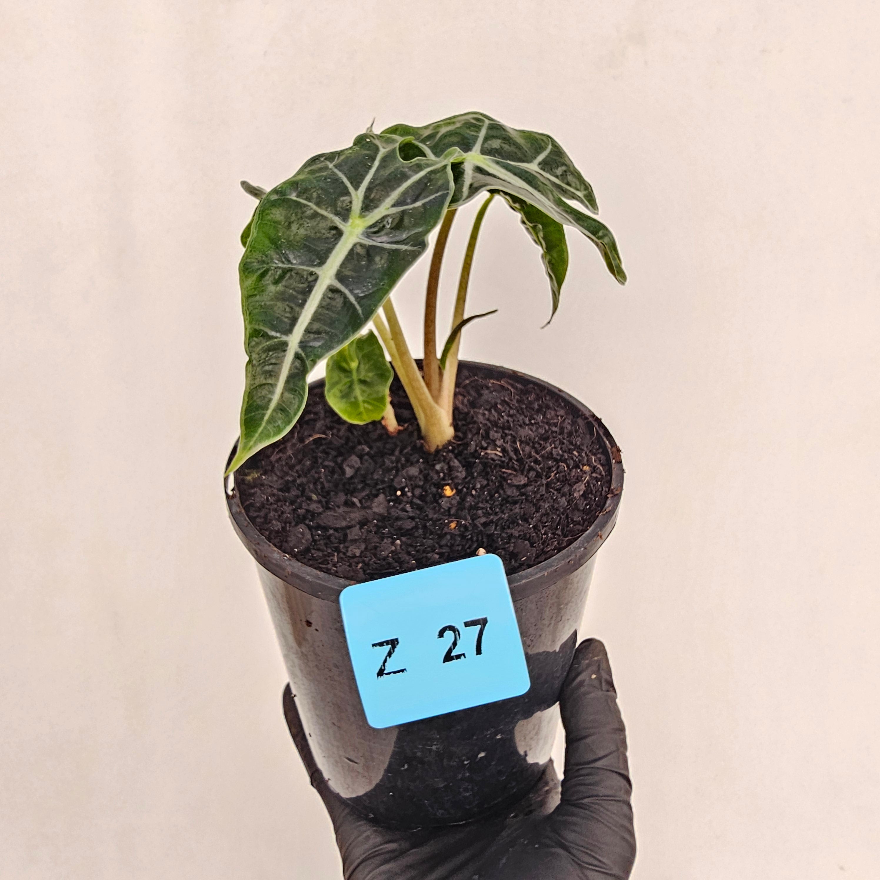 Alocasia  Polly  Variegata