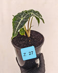 Alocasia  Polly  Variegata
