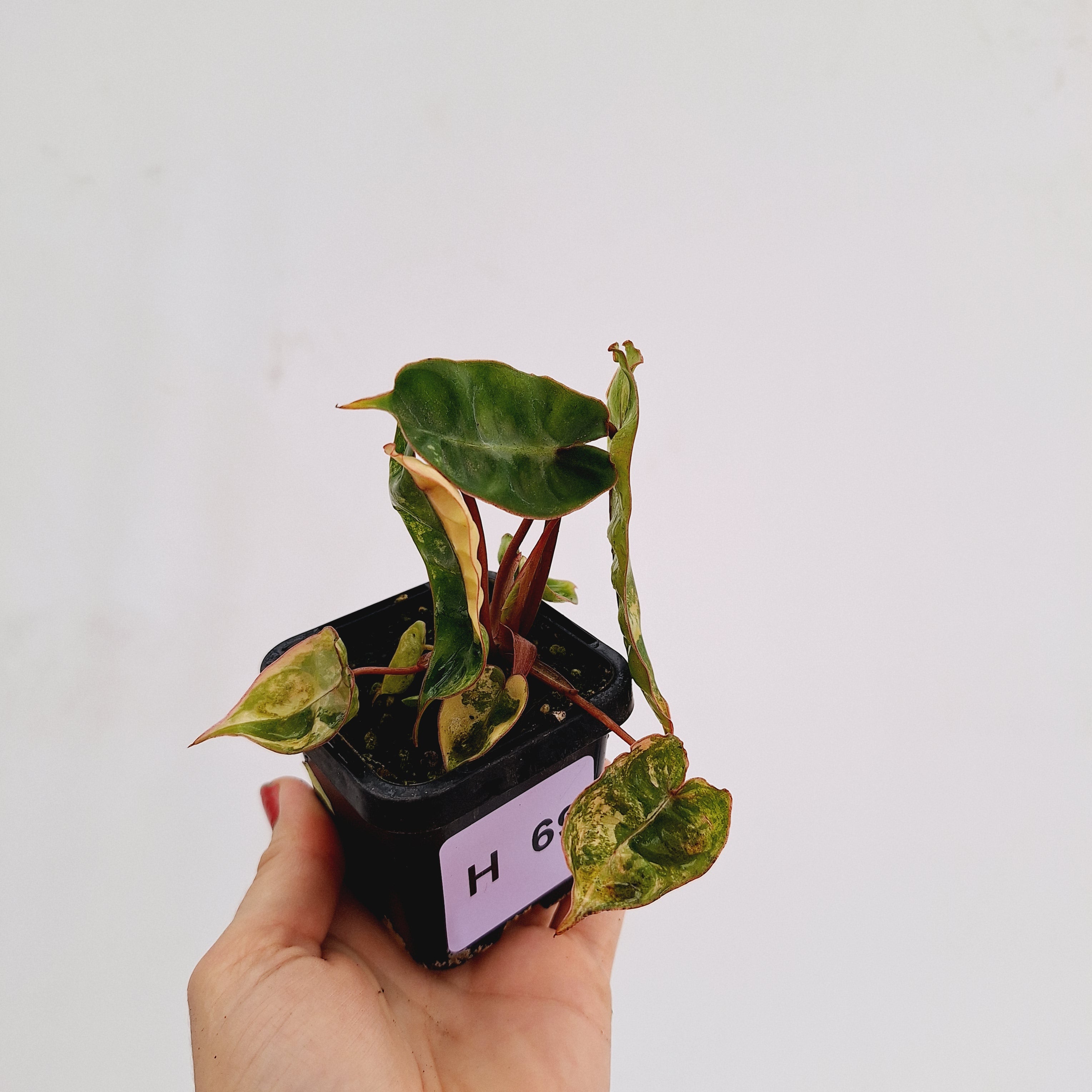 Philodendron billietiae Variegata