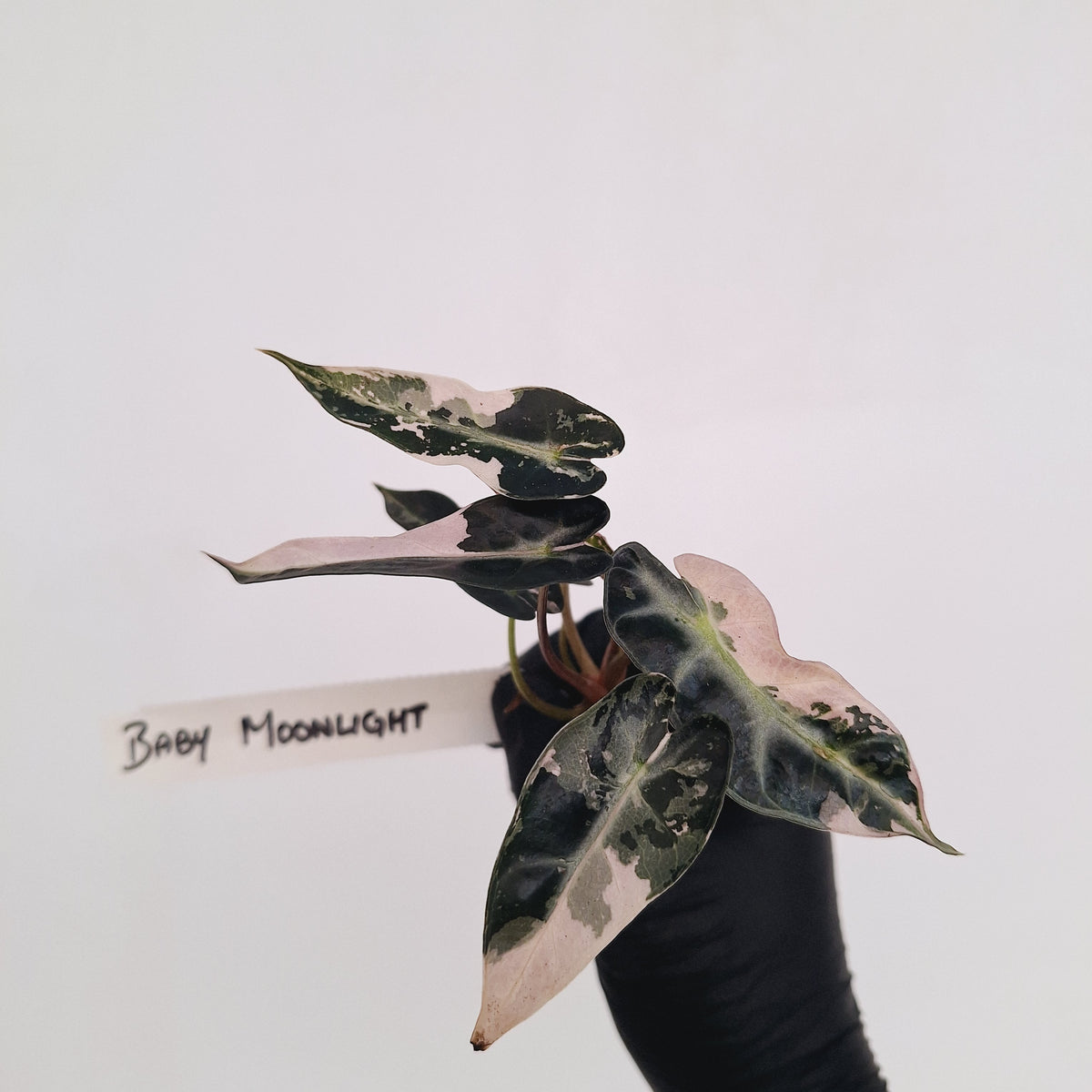 Alocasia Amazonica bambino Variegata - Bare Bottom Baby