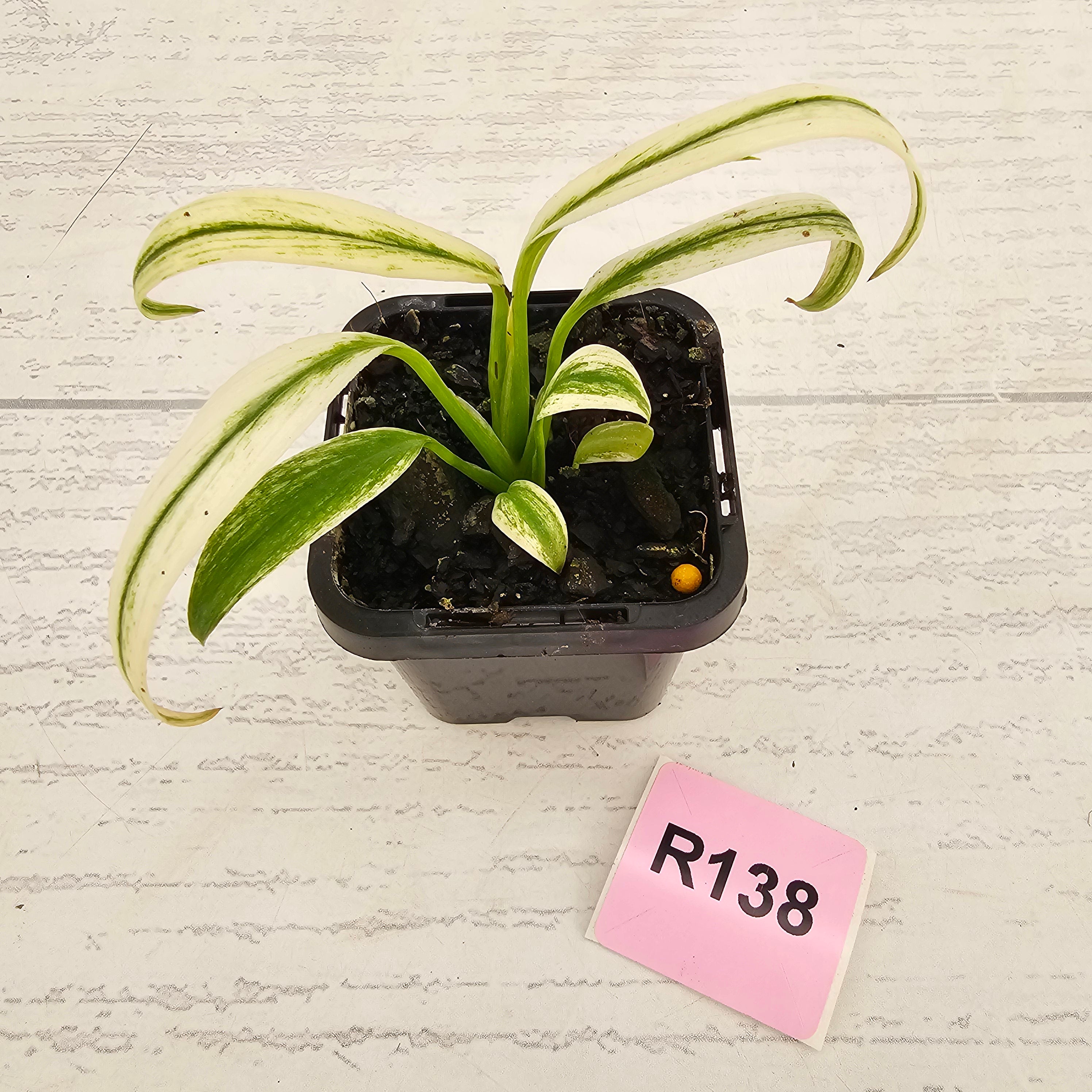 Epipremnum amplissimum variegata 'Albo'