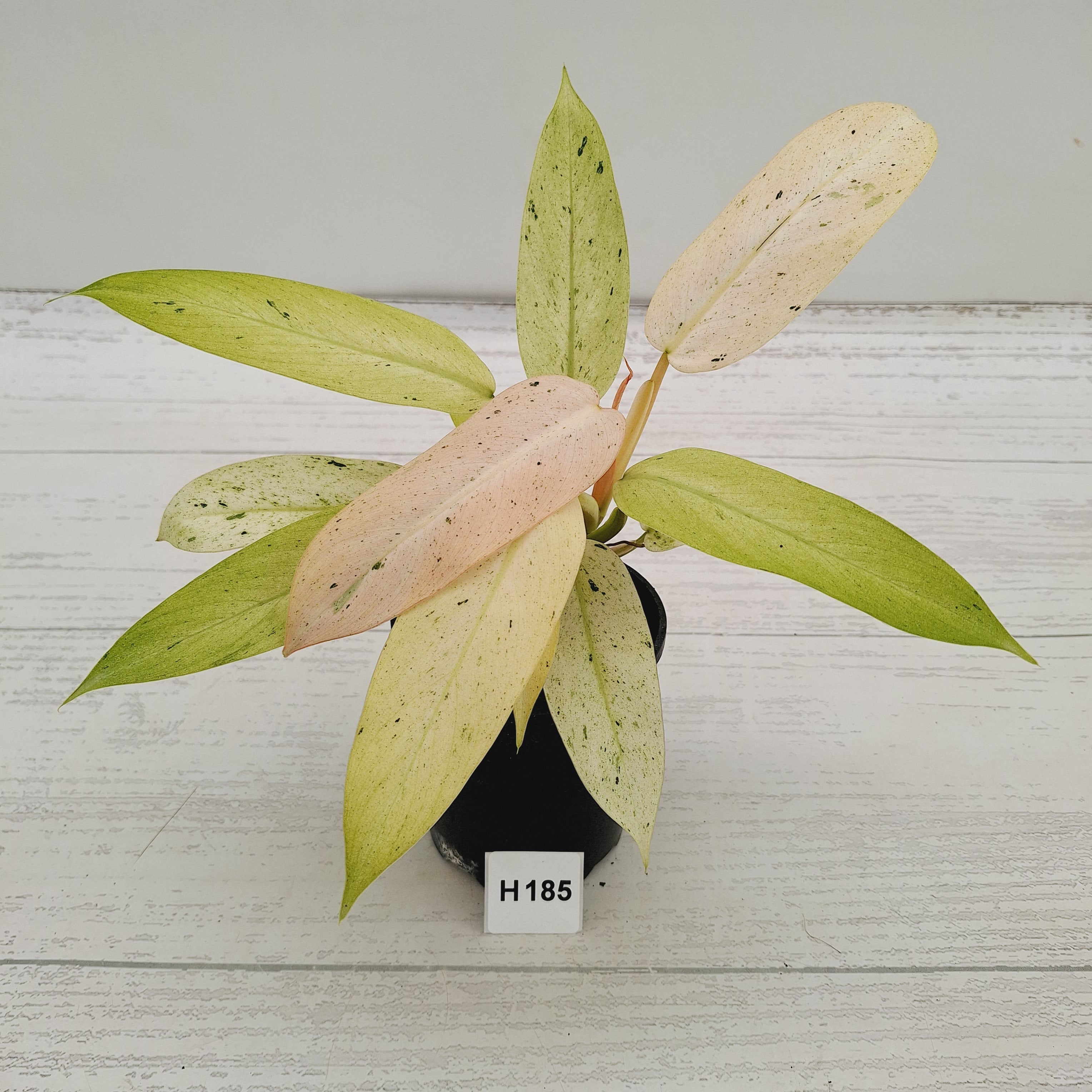 Philodendron  'Whipple Way'