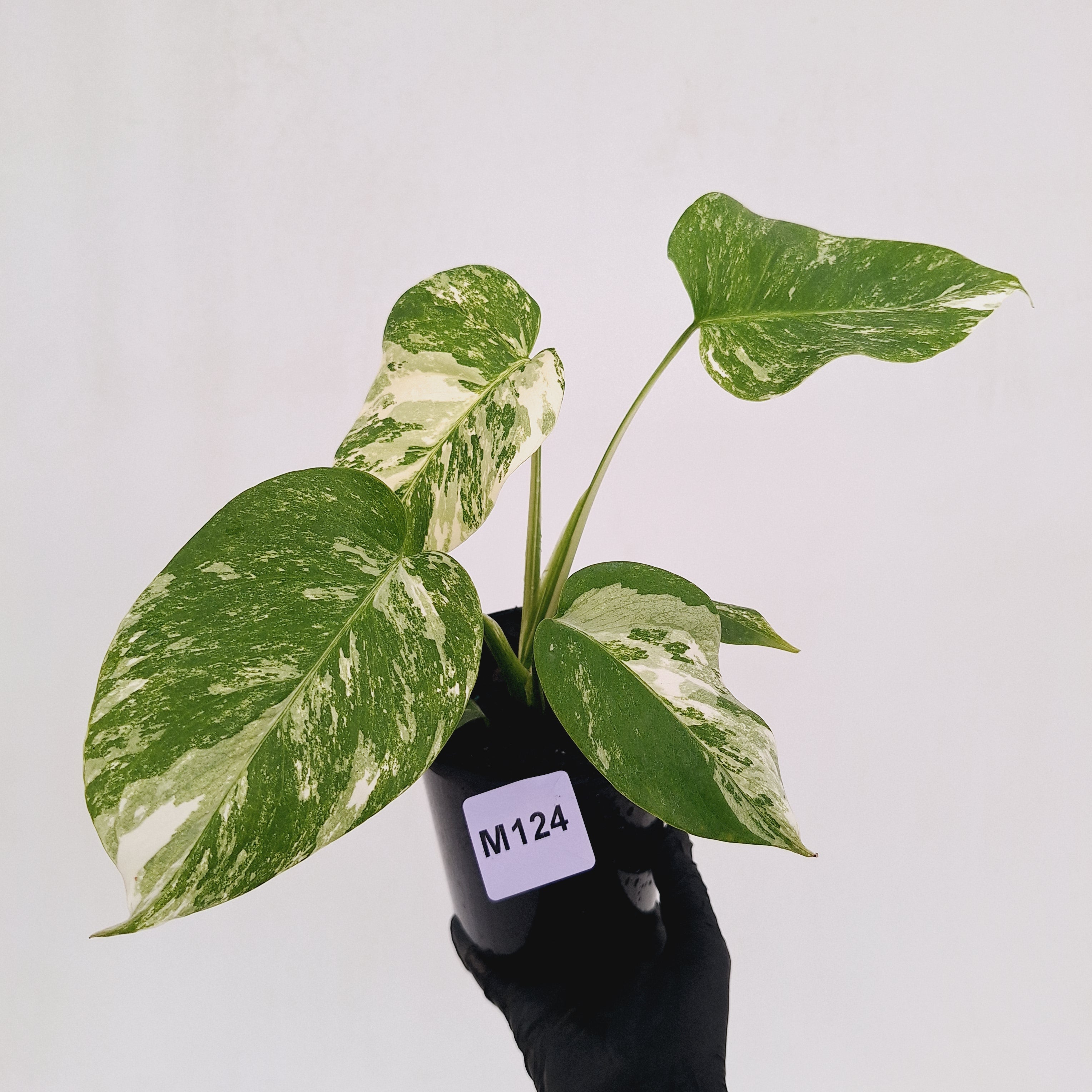 Monstera borsigiana 'Albo'