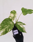 Monstera borsigiana 'Albo'