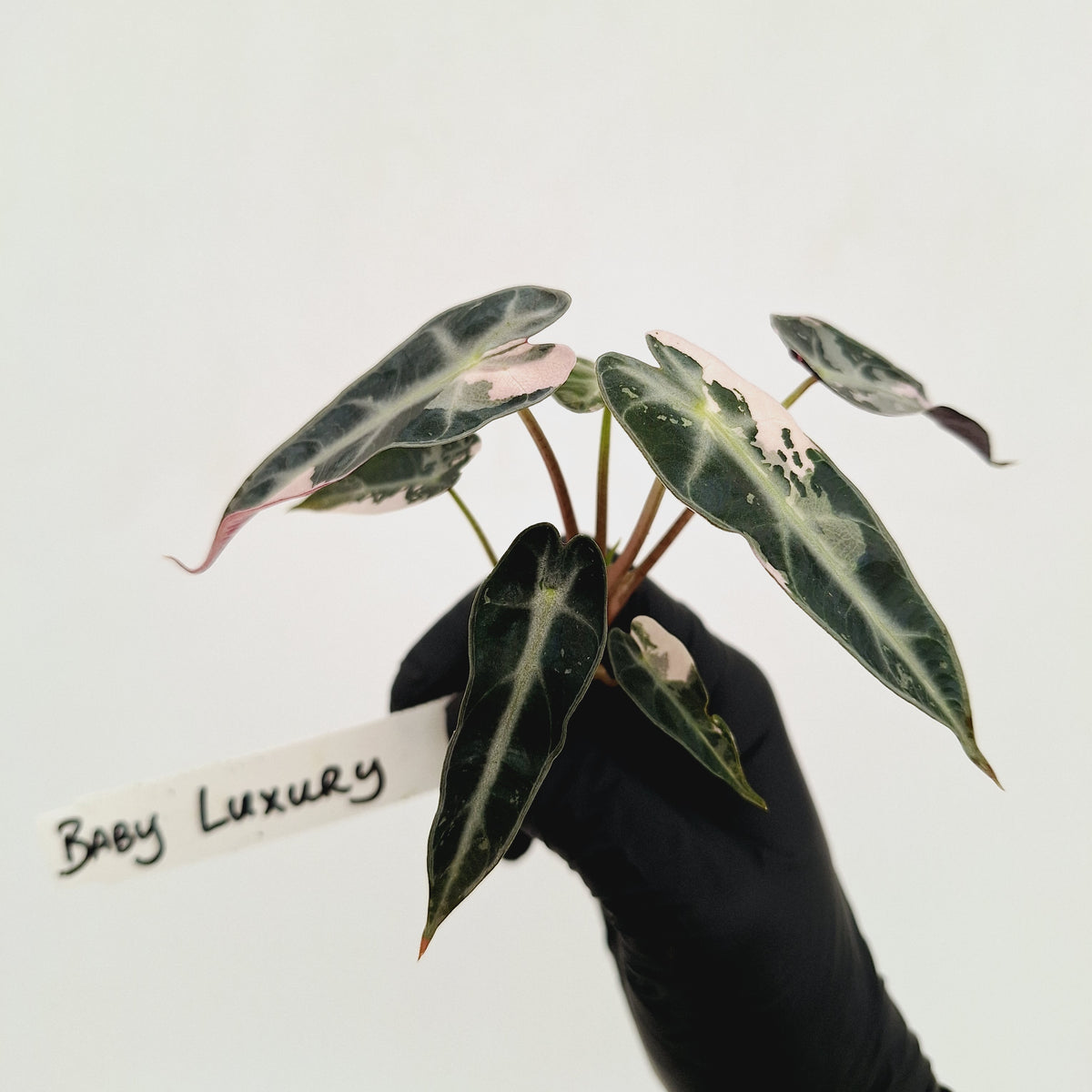 Alocasia Amazonica bambino Variegata - Bare Bottom Baby