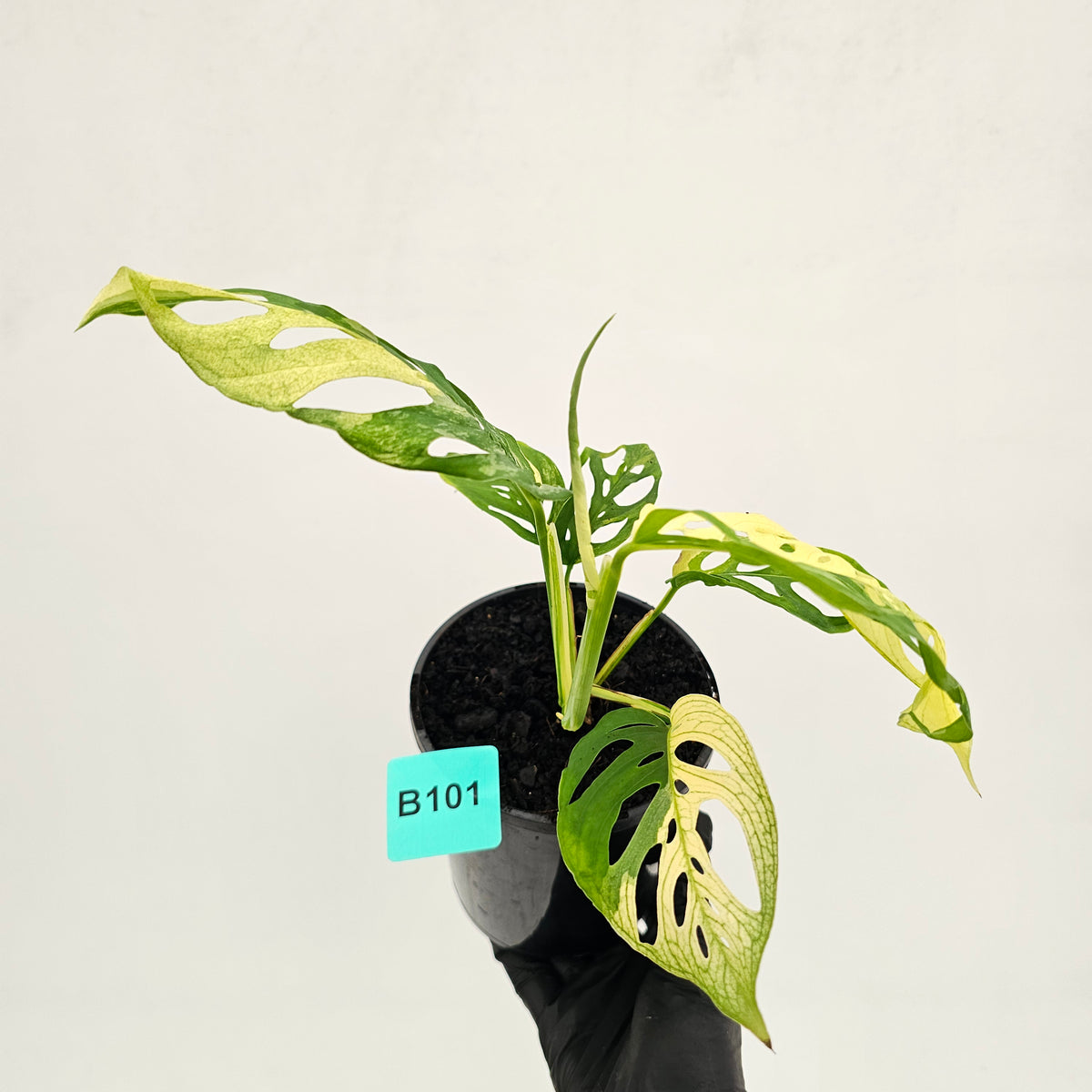 Monstera adansonii Variegata
