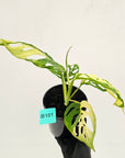 Monstera adansonii Variegata