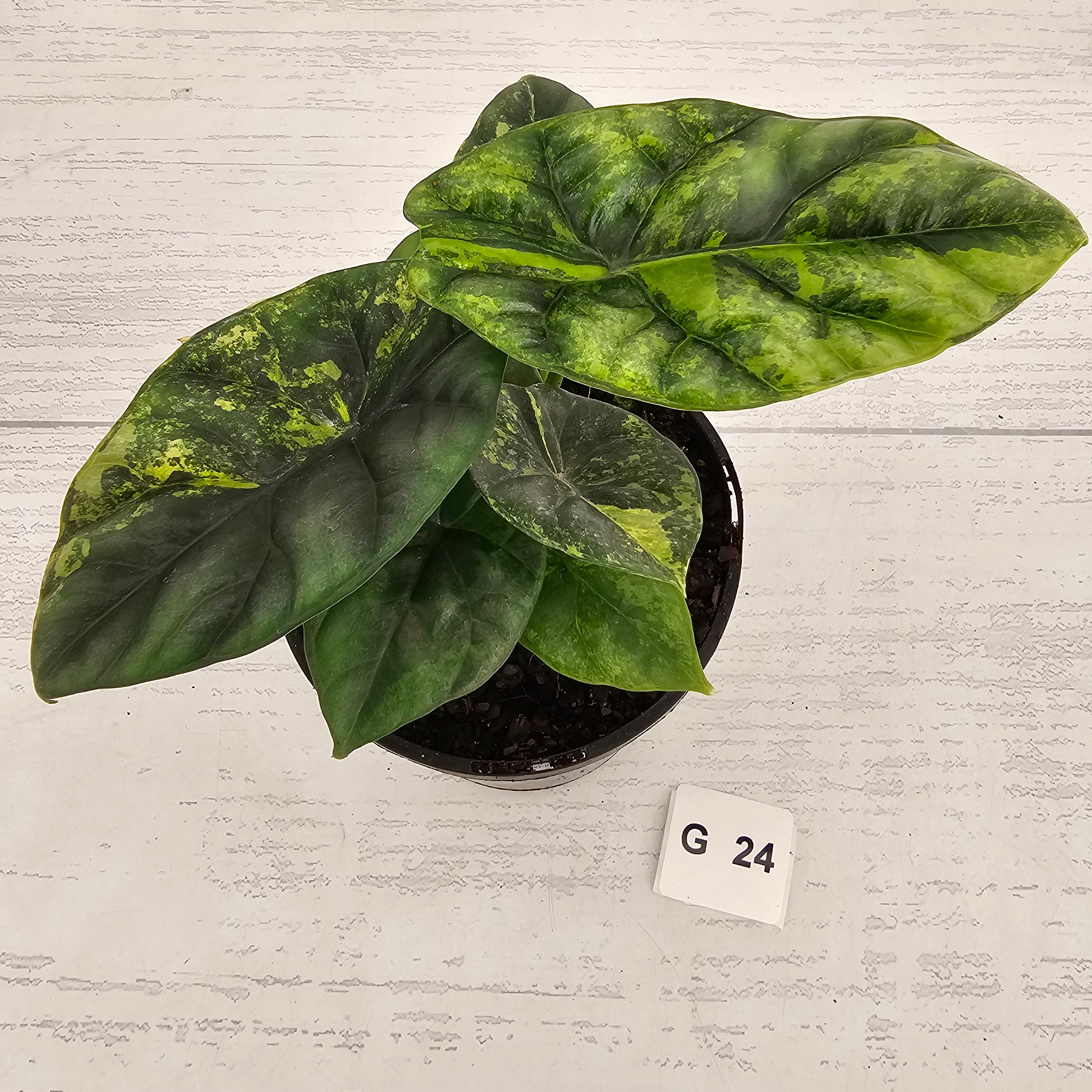 Alocasia sinuata Variegata