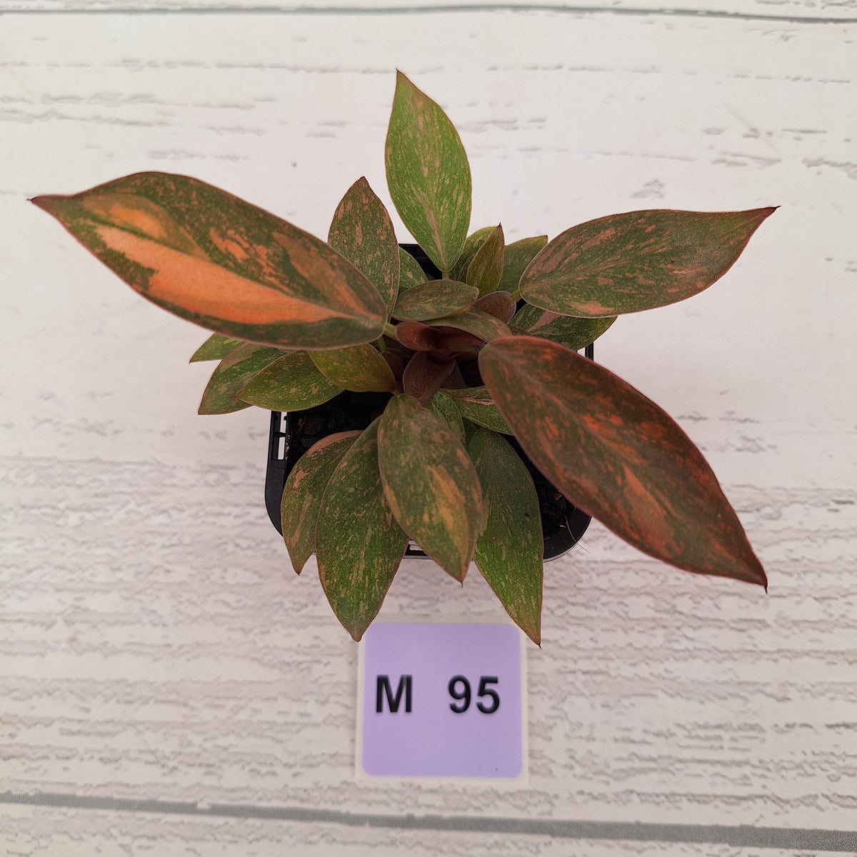 Philodendron 'Orange Princess' 70mm