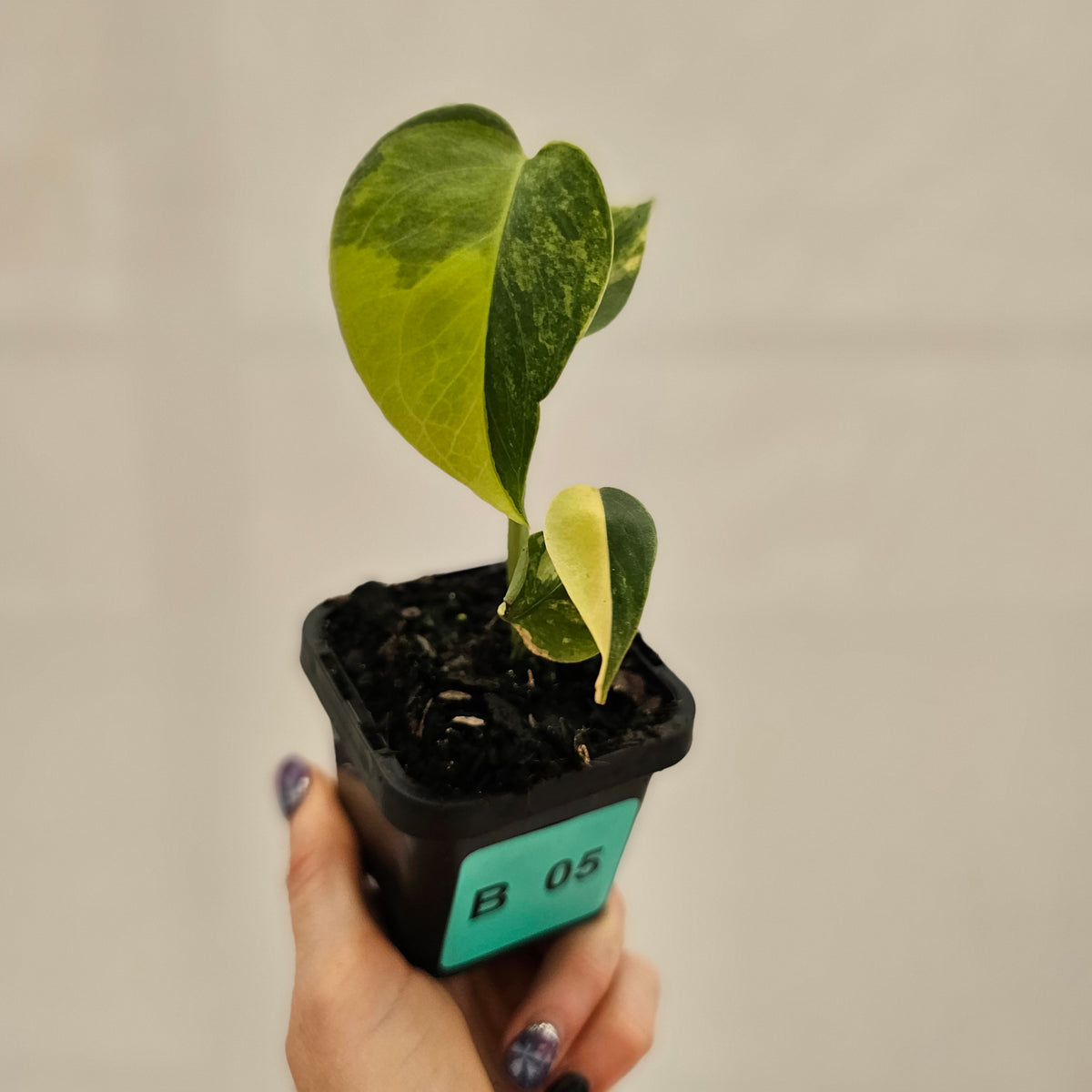 Monstera deliciosa Variegata