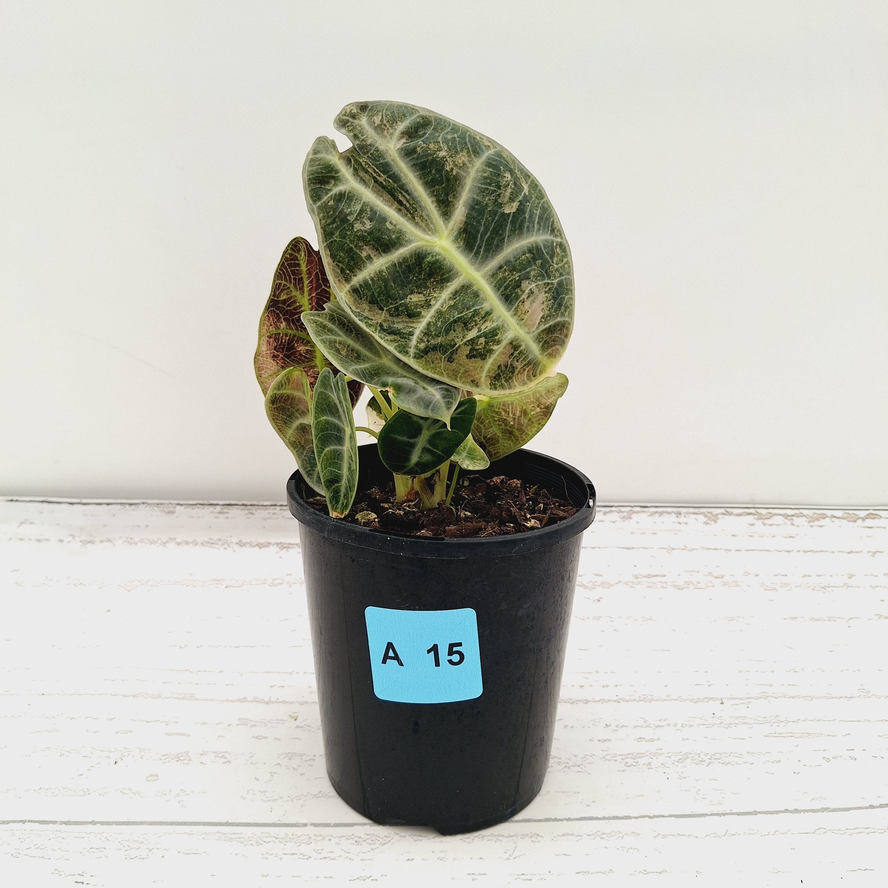 Alocasia Watsoniana white lightening variegata
