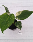 Monstera Deliciosa 'Mint'