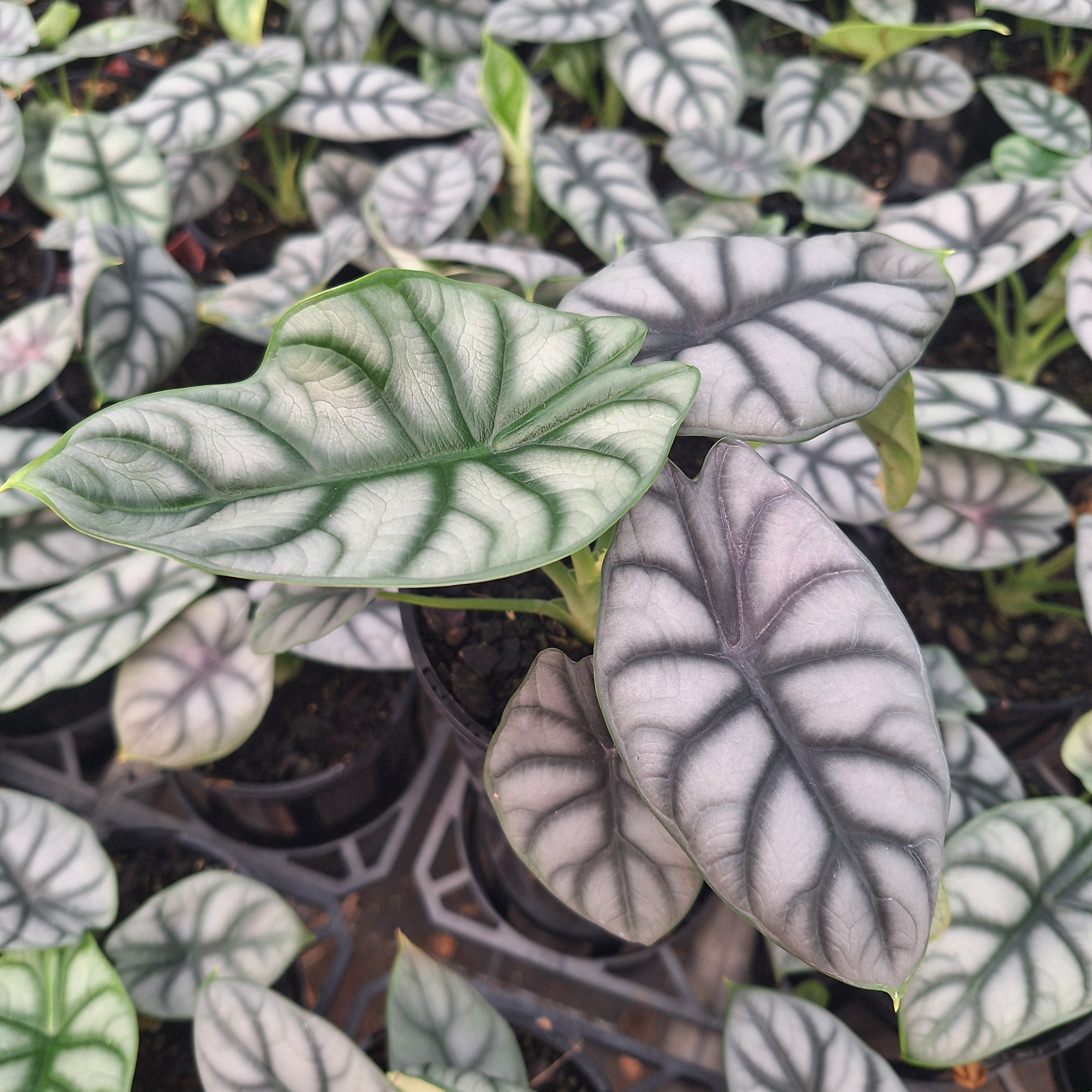 Alocasia baginda 'Silver Dragon'