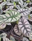 Alocasia baginda 'Silver Dragon'