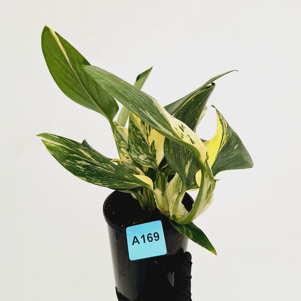 Monstera standleyana 'Cobra' - SALE