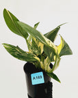 Monstera standleyana 'Cobra' - SALE