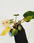 Philodendron billietiae Variegata - Bare bottom baby