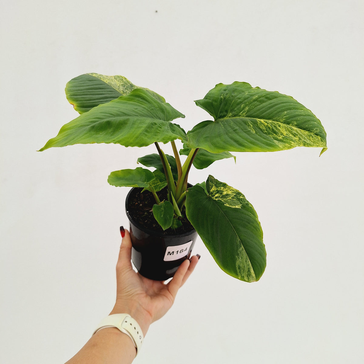 Homalomena rubescens Variegata